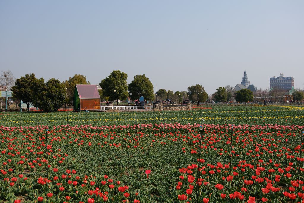 荷兰花海郁金香