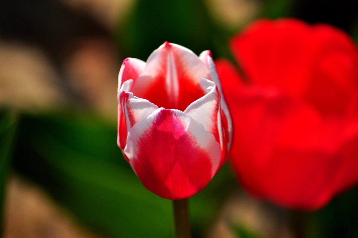 郁金香（续1完）