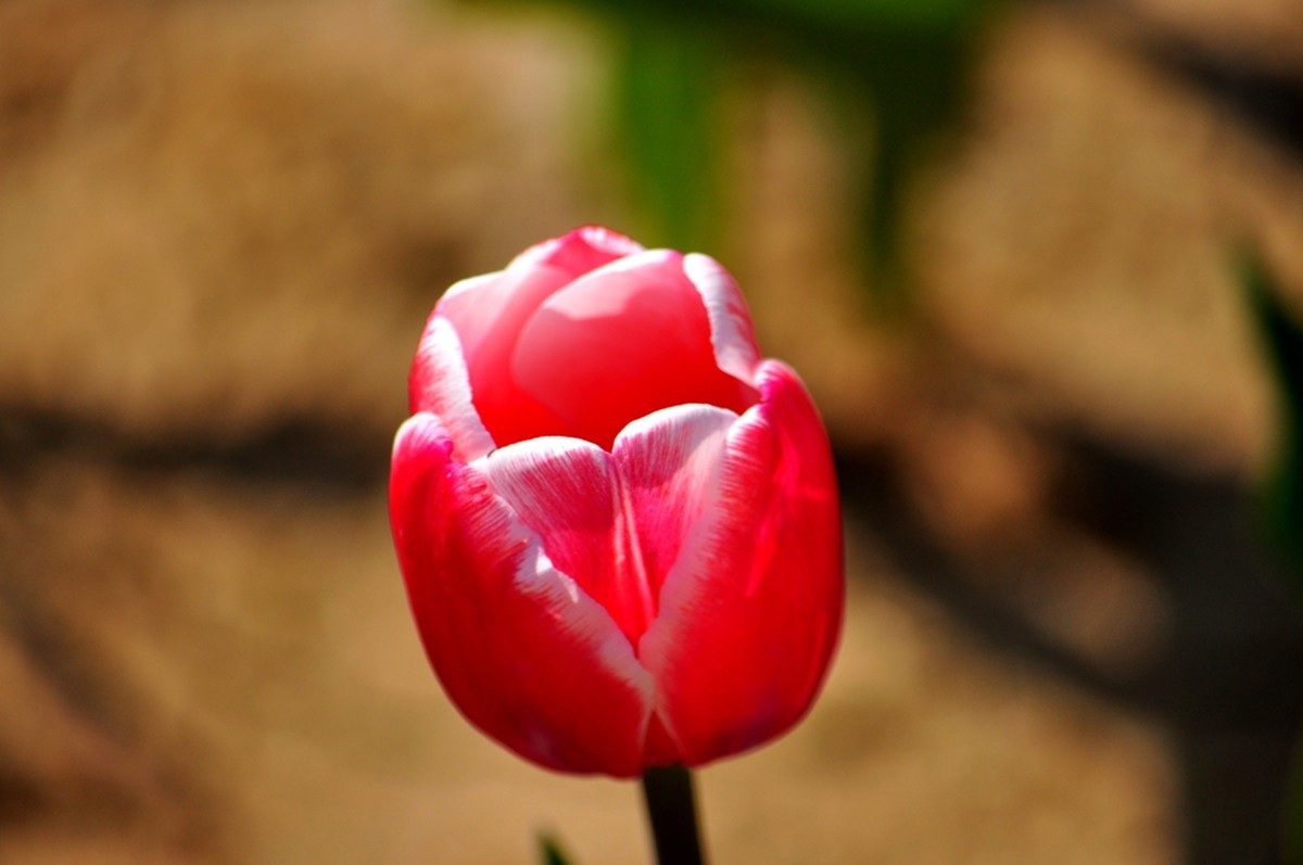 郁金香（续1完）