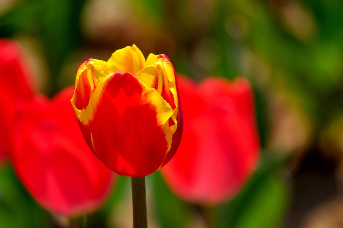 郁金香（续1完）