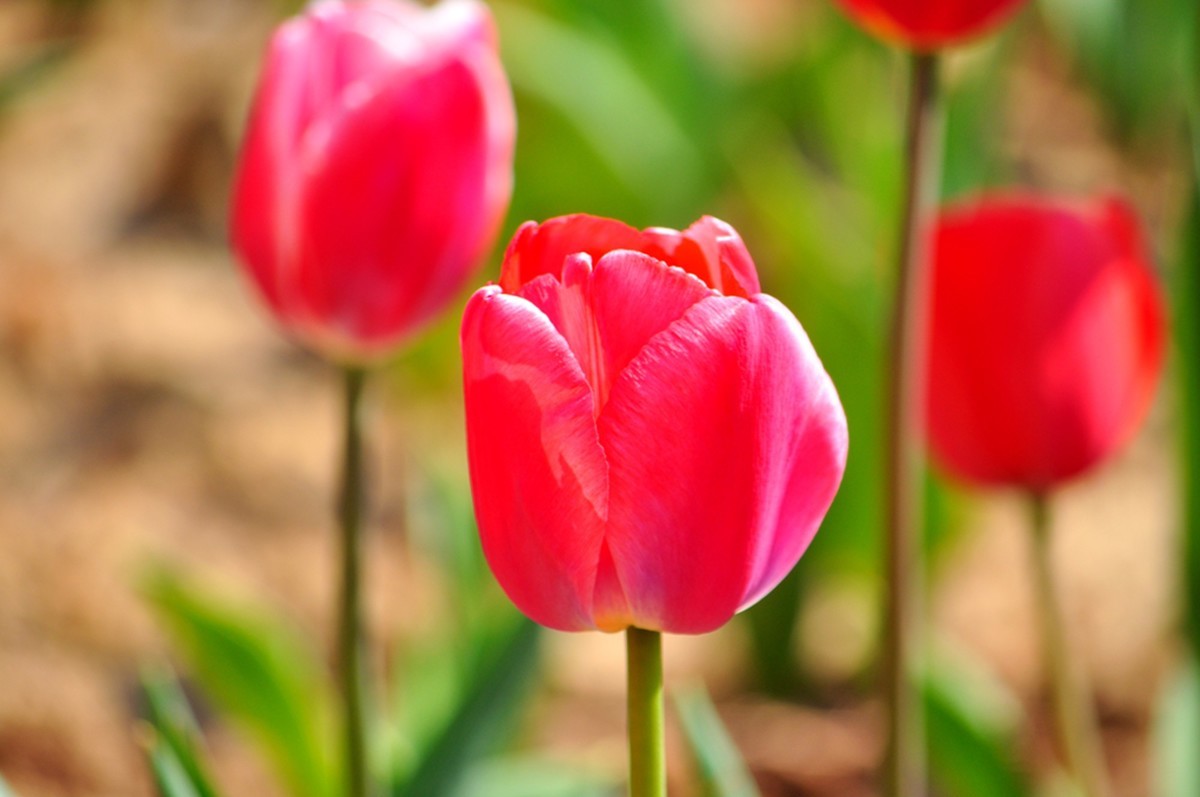 郁金香（续1完）