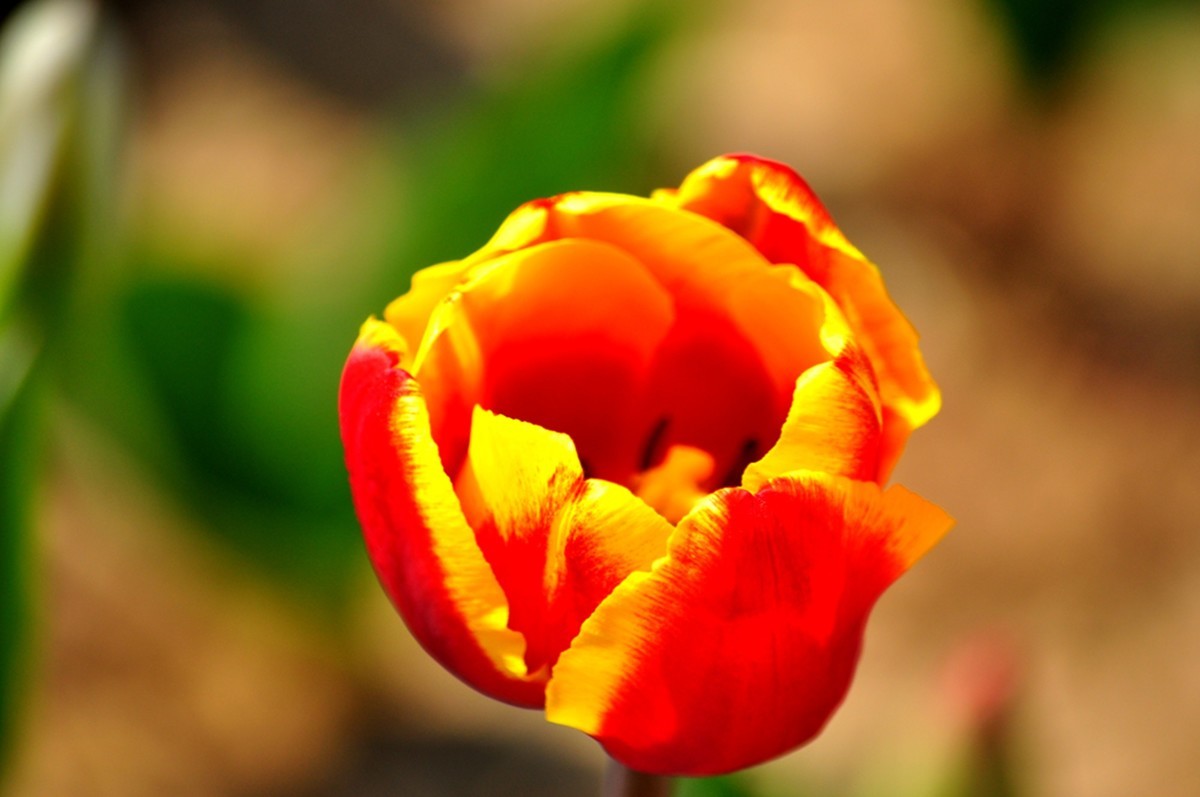 郁金香（续1完）