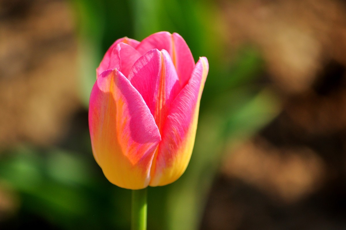 郁金香（续1完）