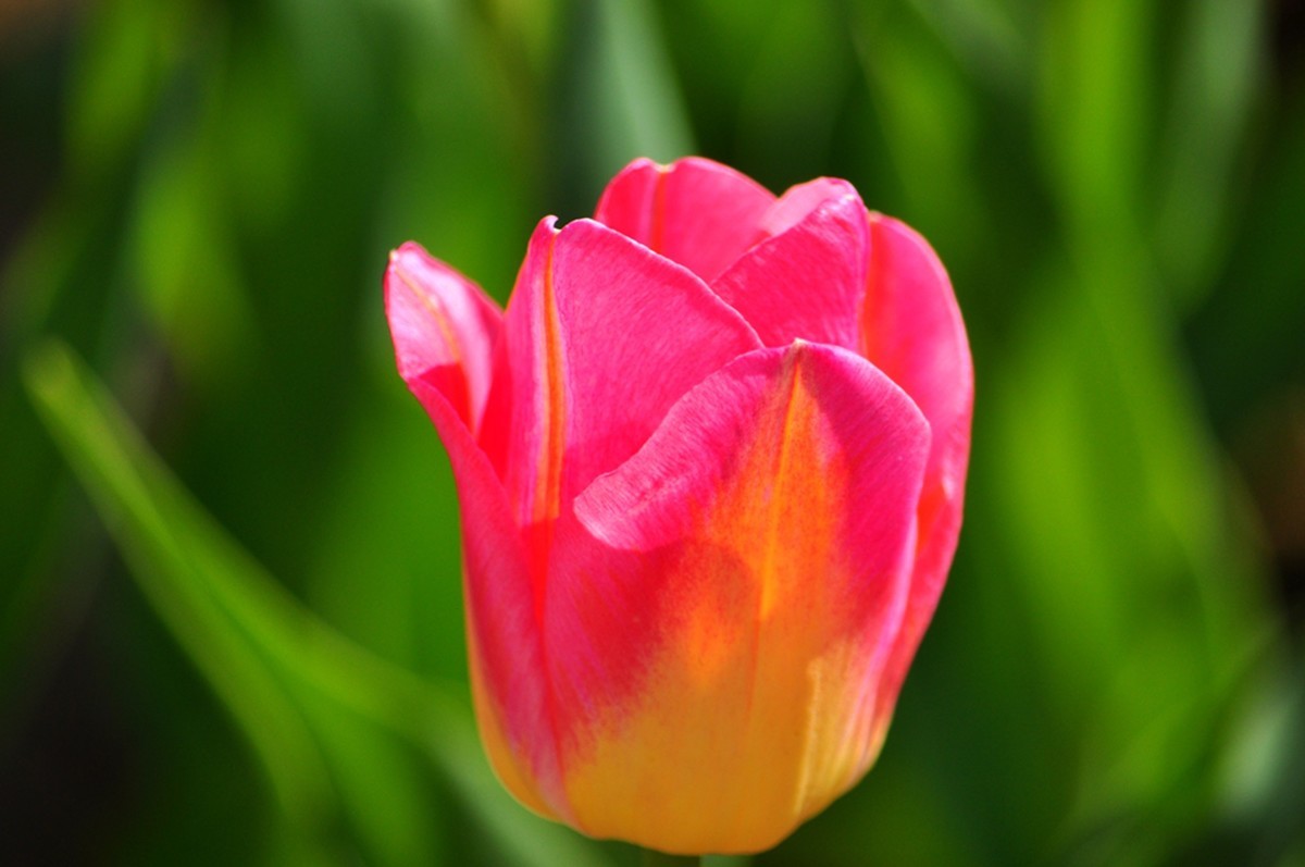 郁金香（续1完）