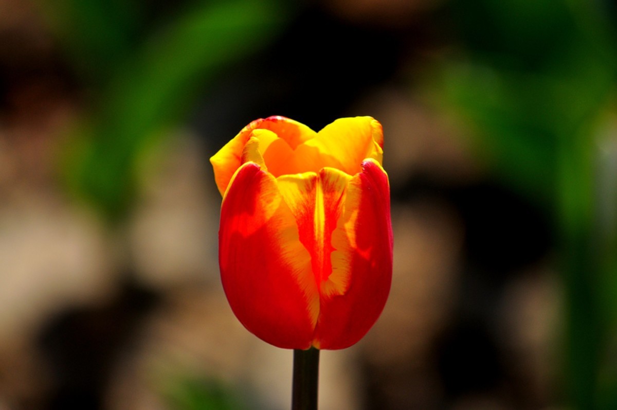 郁金香（续1完）