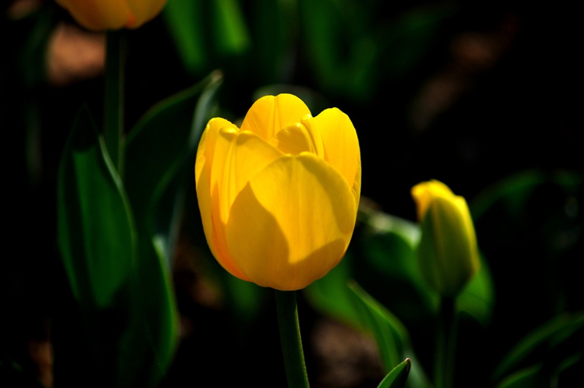 郁金香（续1完）