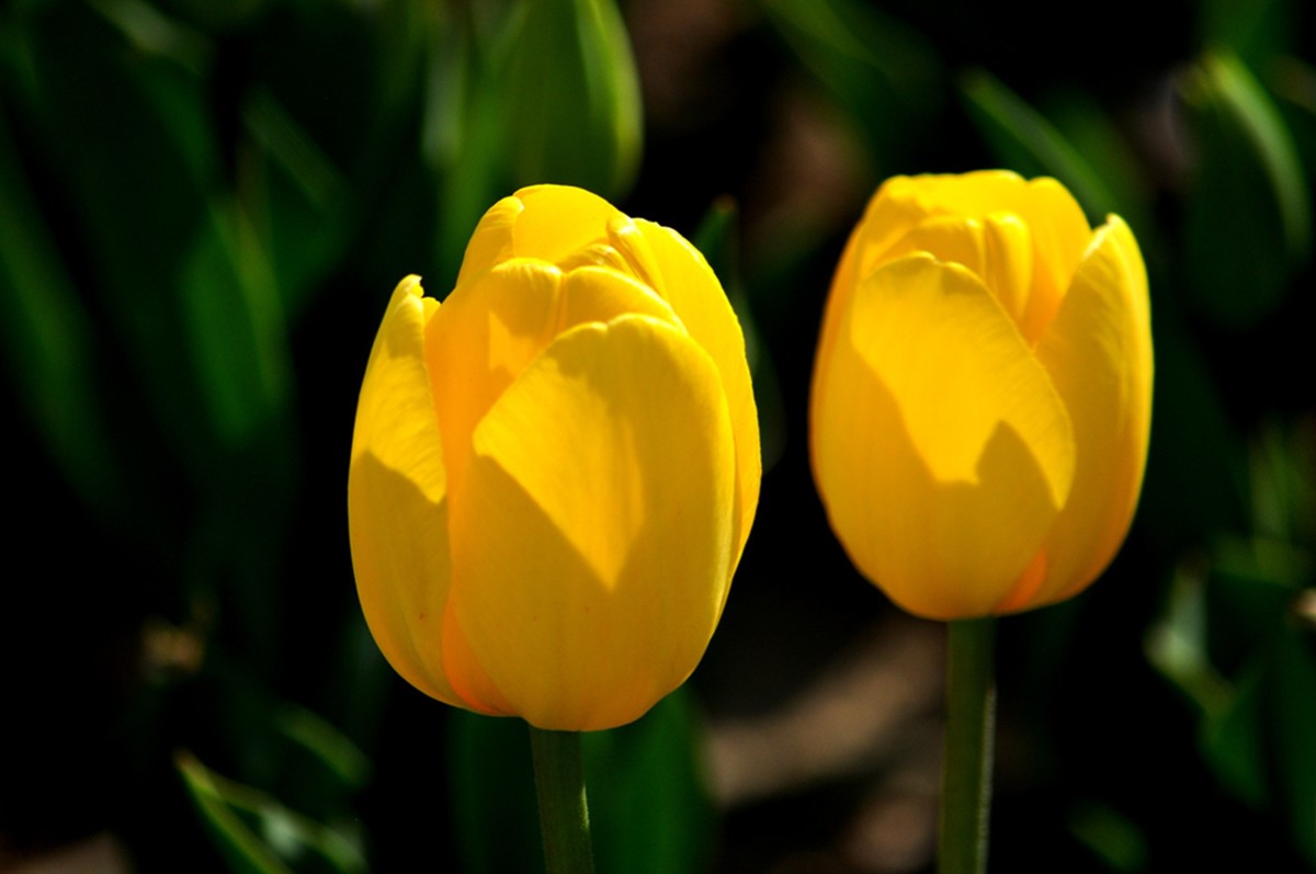 郁金香（续1完）