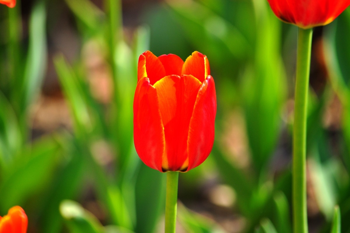 郁金香（续1完）