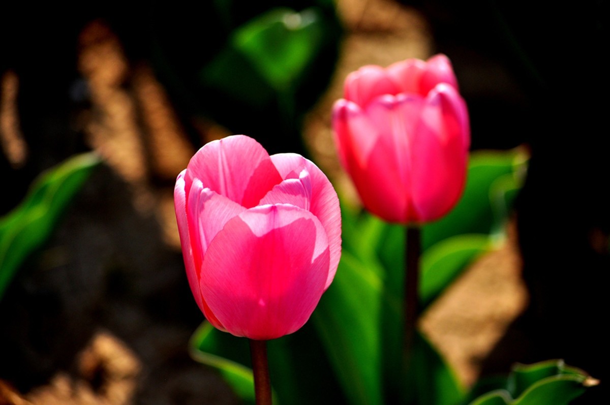 郁金香（续1完）