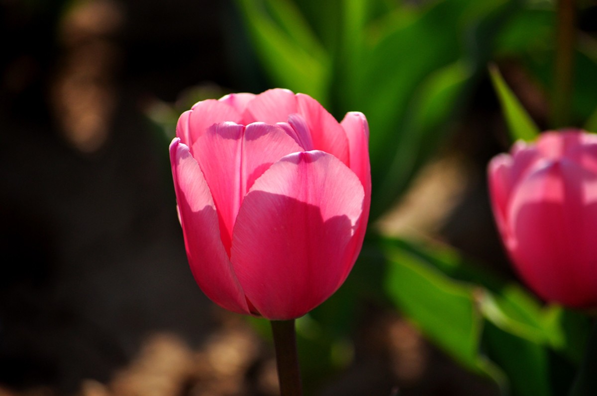 郁金香（续1完）