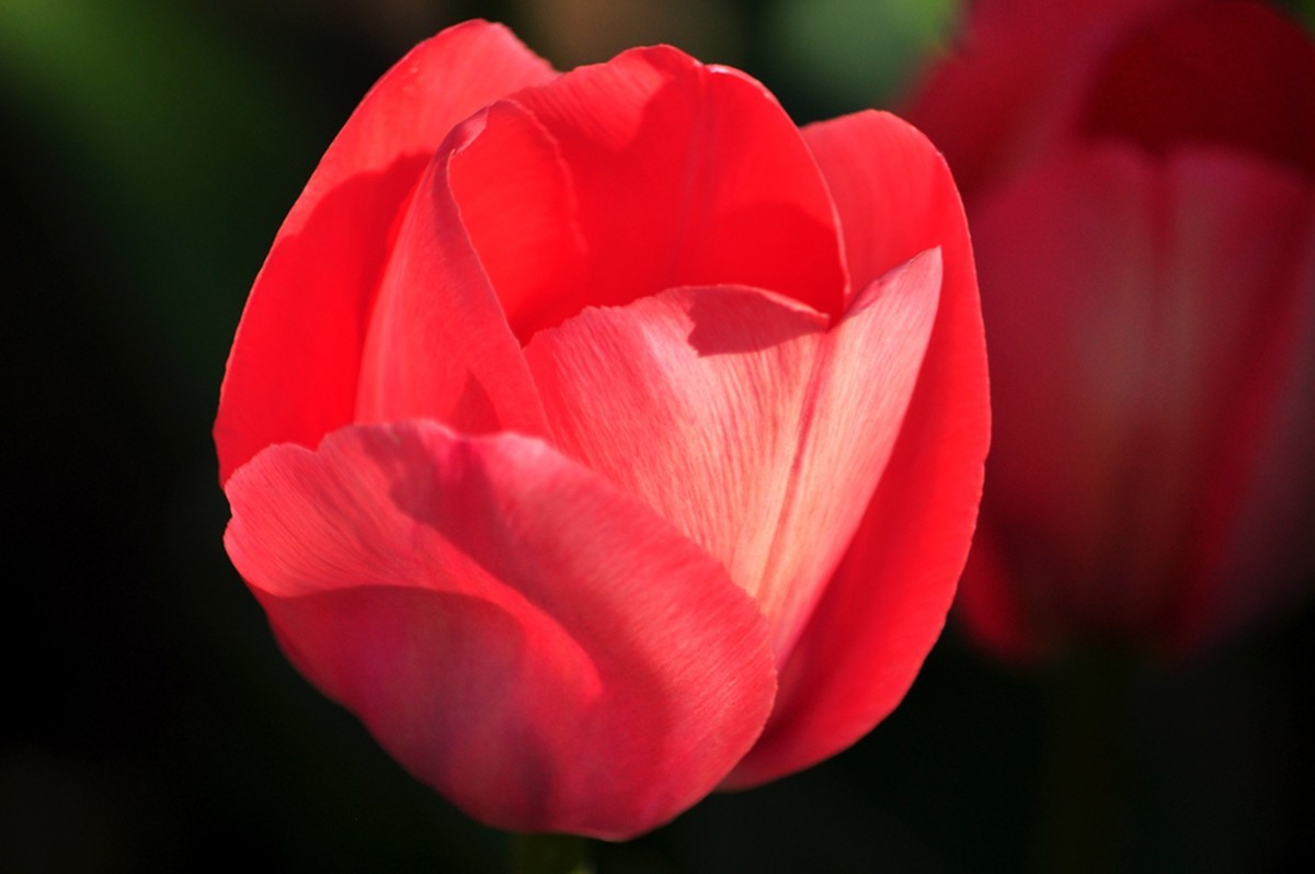 郁金香（续1完）