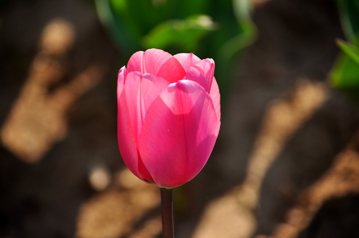 郁金香（续1完）