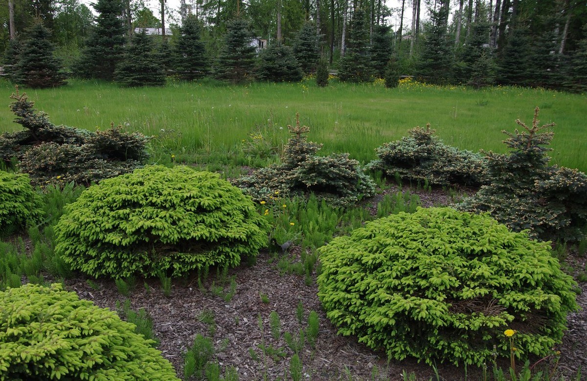 圣彼得堡拉多加湖畔的纪念碑