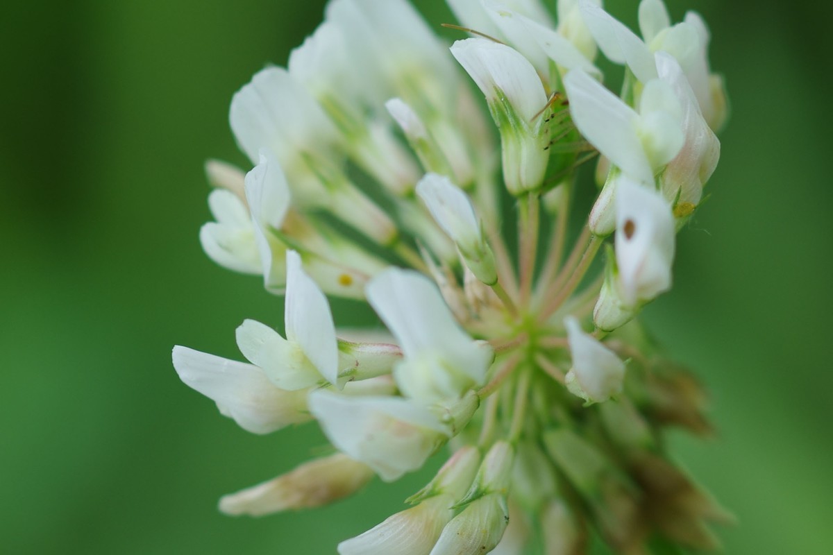 工业线扫镜头改装镜头试拍