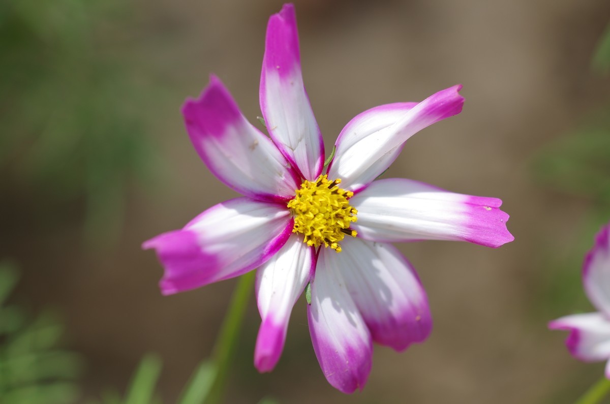 工业线扫镜头改装镜头试拍