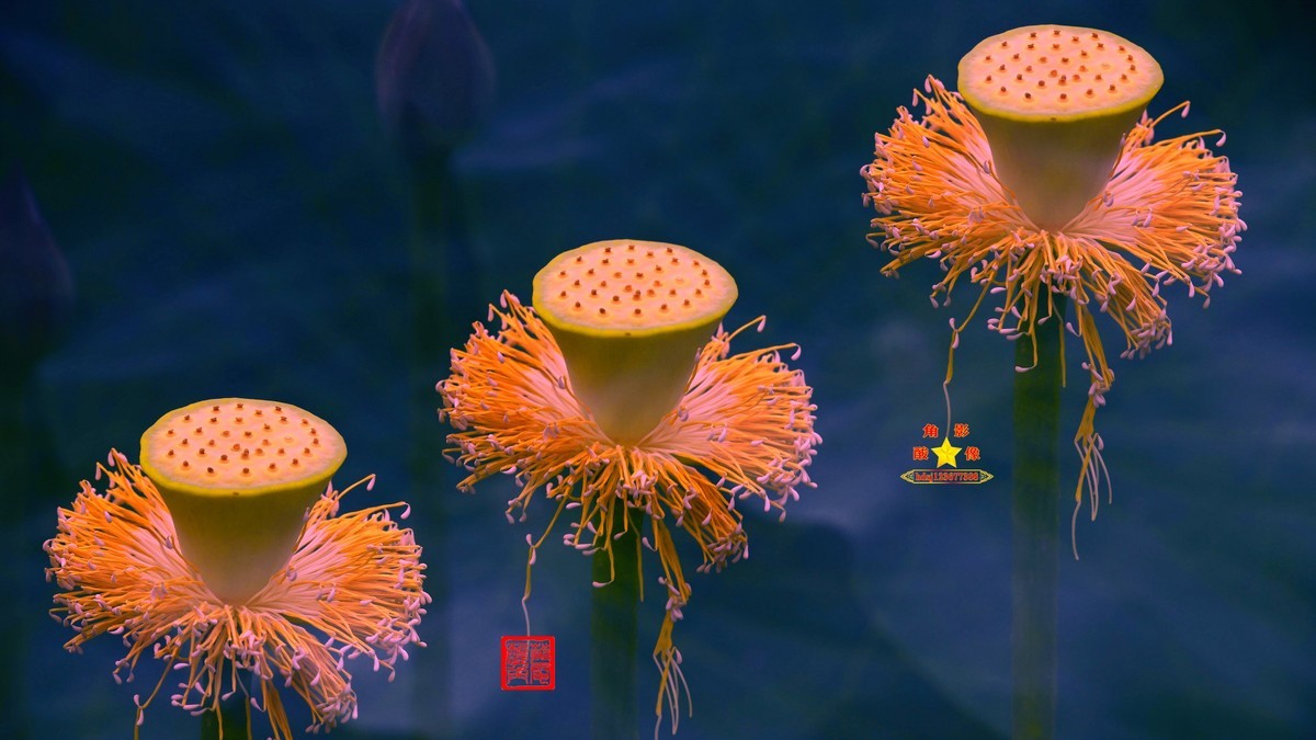 春城夏荷美《二》