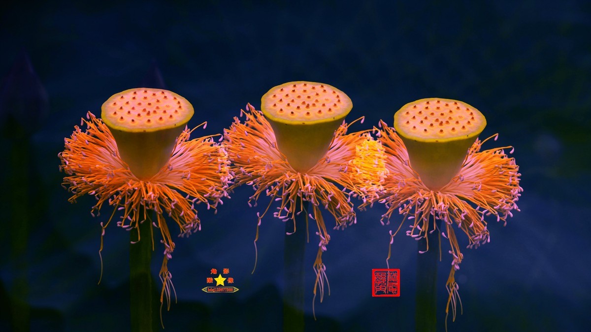 春城夏荷美《二》