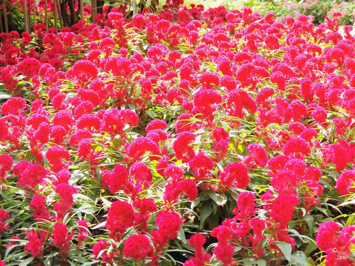 秋花秋月也迷人