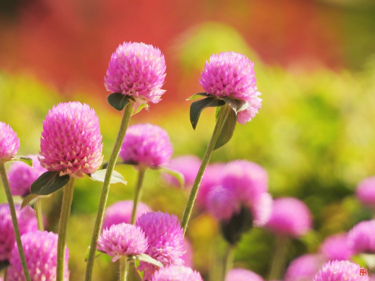 秋花秋月也迷人