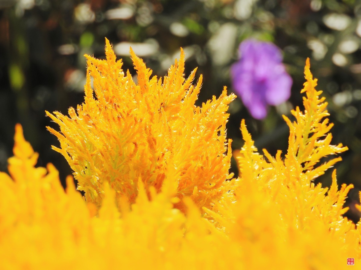 秋花秋月也迷人