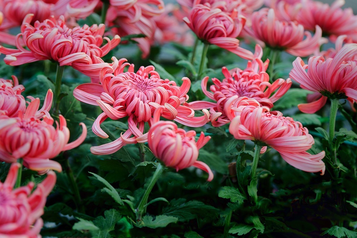 换个角度看菊展