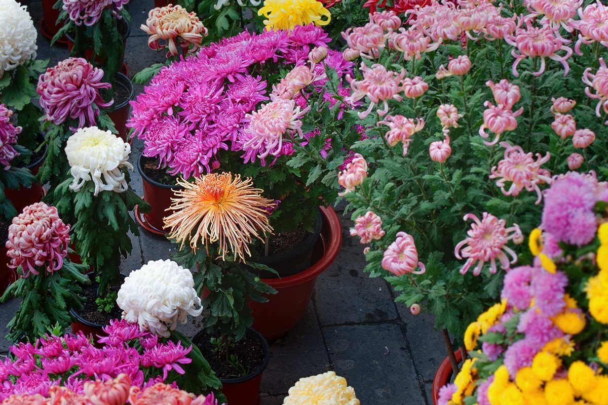 换个角度看菊展