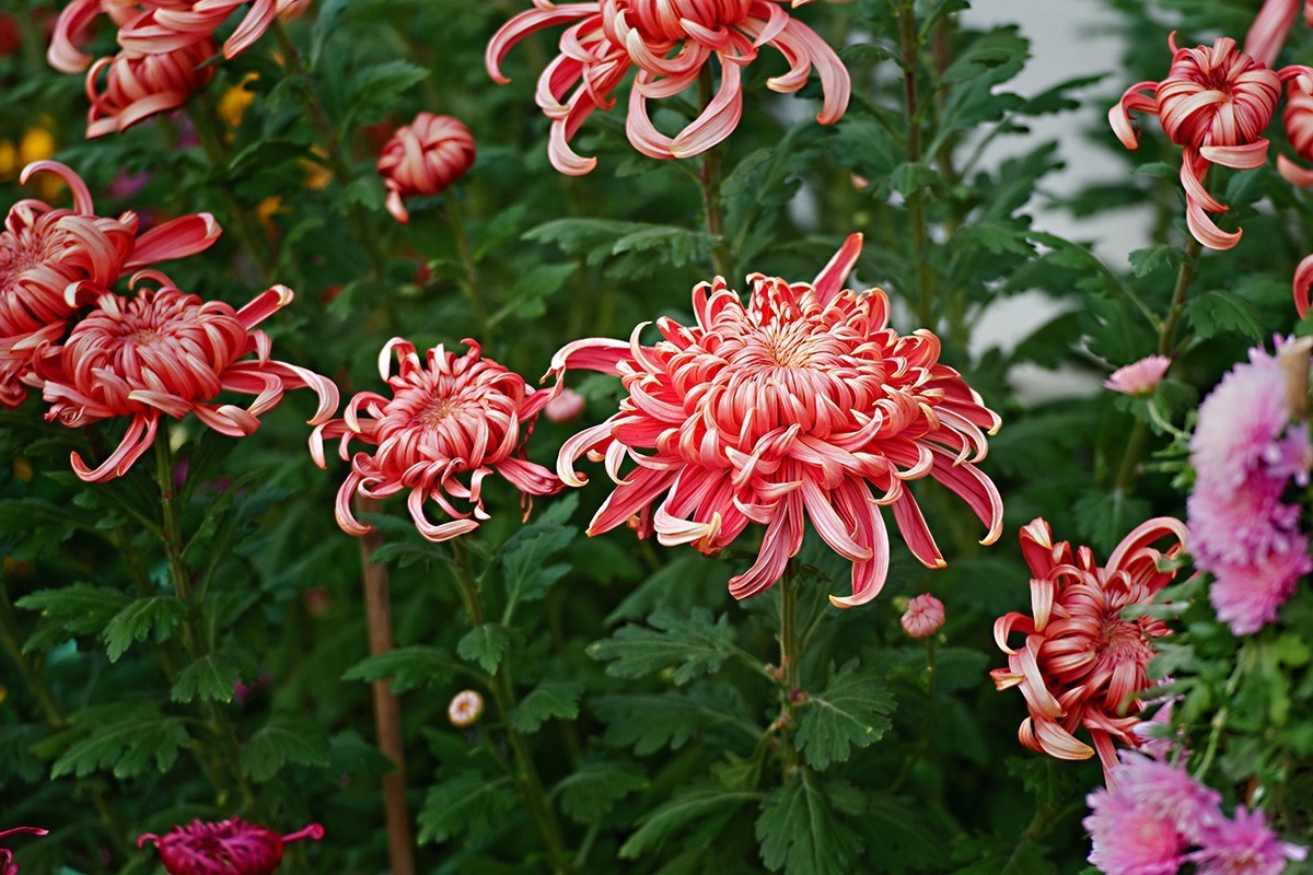 换个角度看菊展