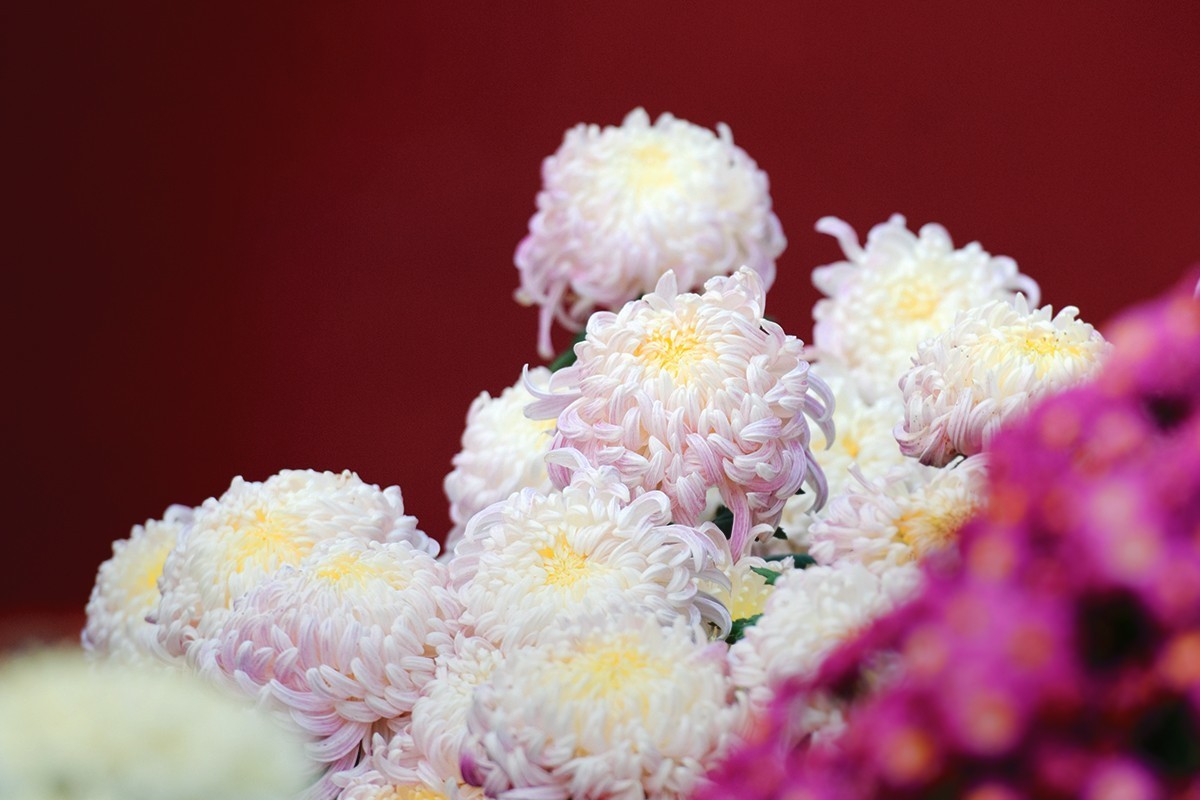 换个角度看菊展