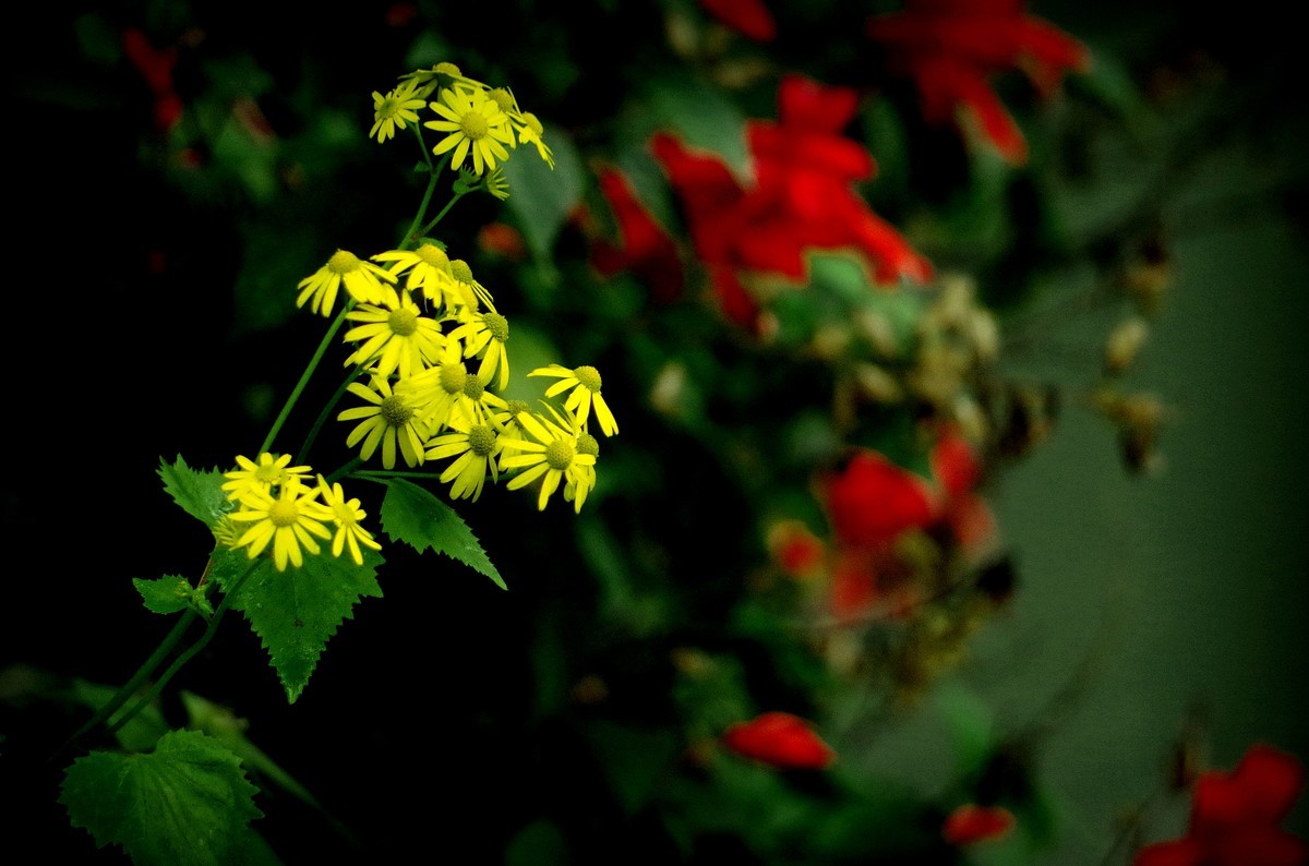 前期春天拍的花