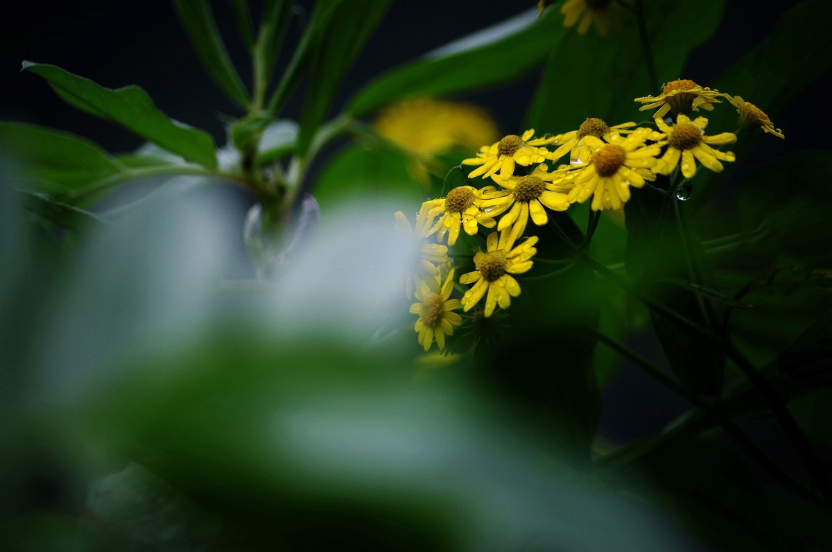 前期春天拍的花