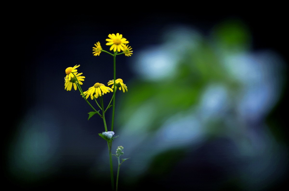前期春天拍的花