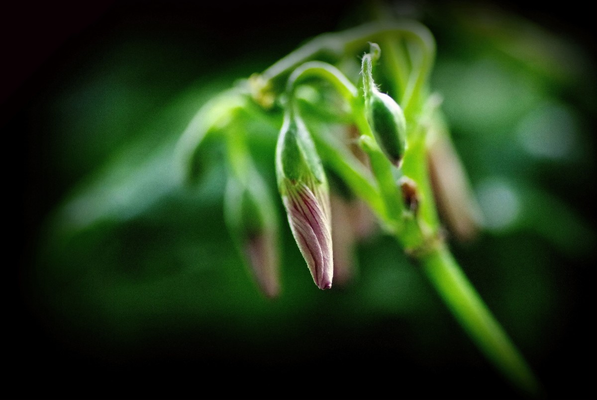 前期春天拍的花