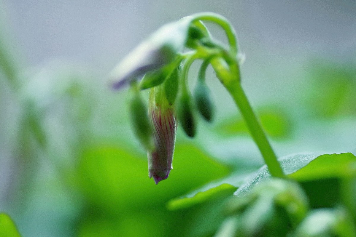 前期春天拍的花