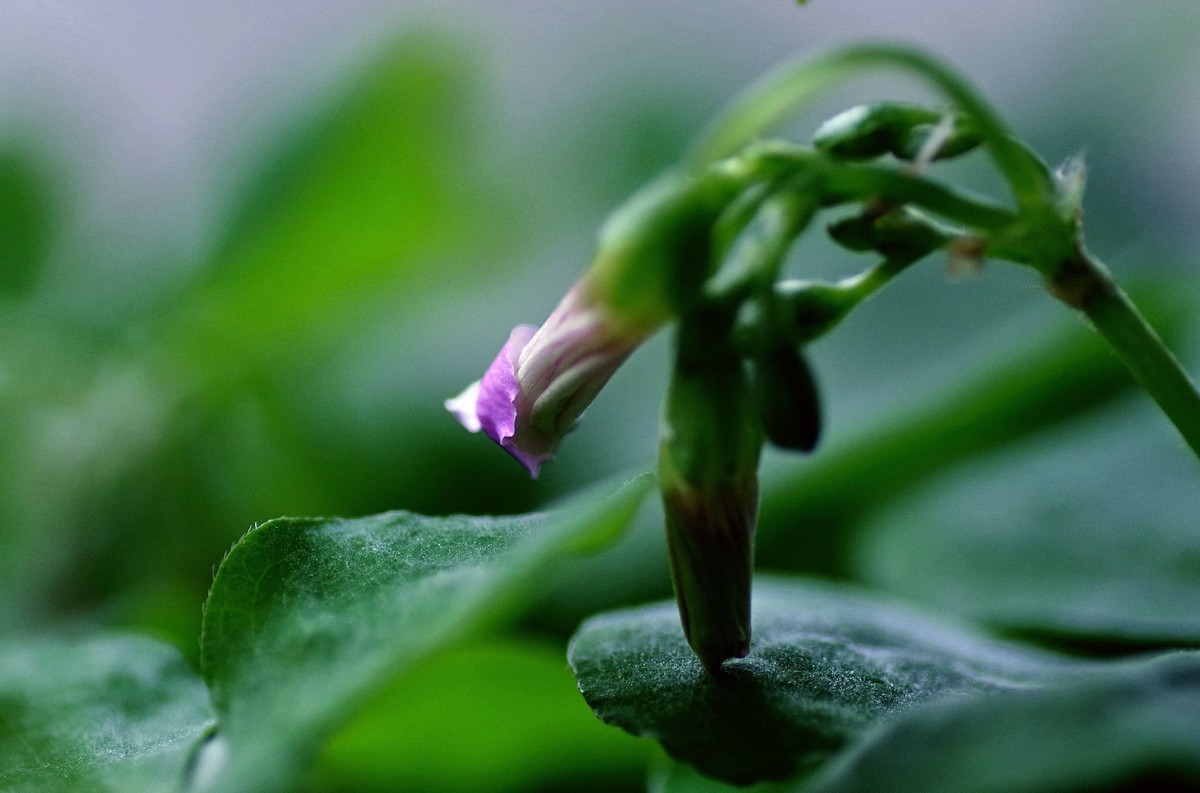 前期春天拍的花