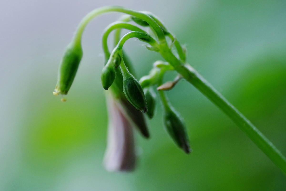 前期春天拍的花