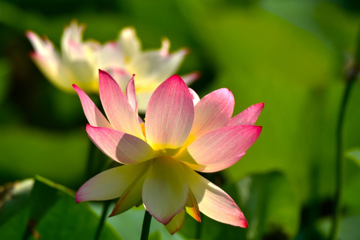 【花儿与儿童】庆祝六一国际儿童节