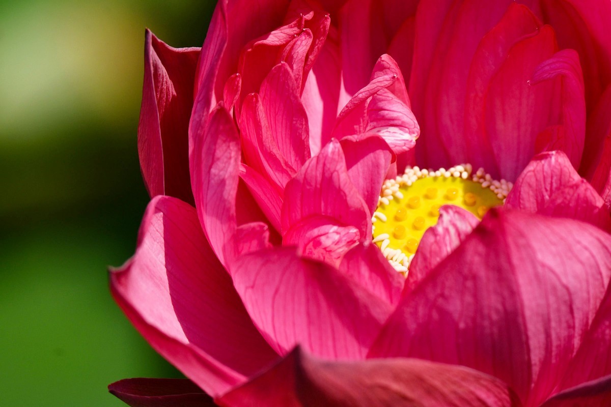 【花儿与儿童】庆祝六一国际儿童节