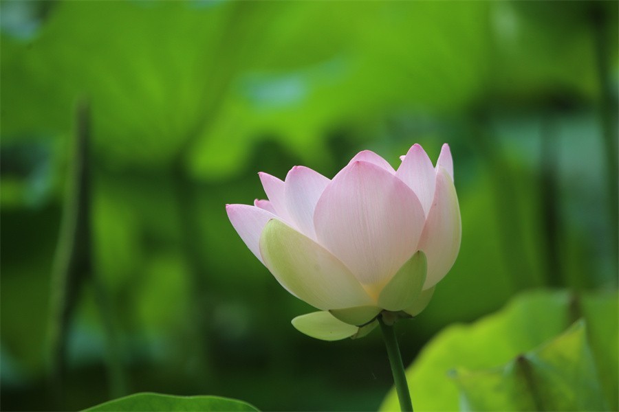 6.1洛阳随唐园的印象