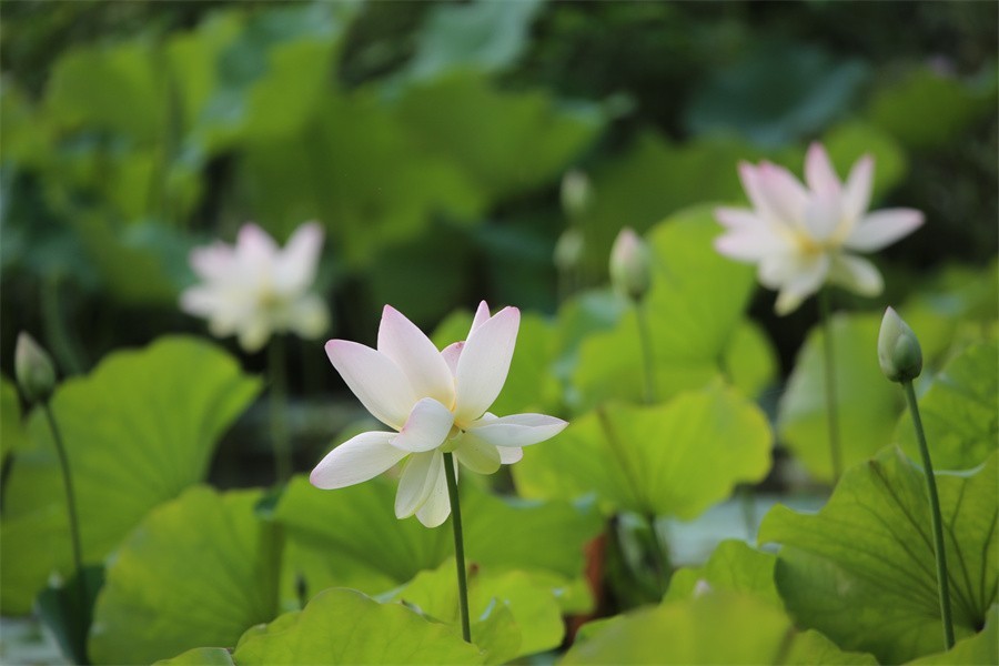 6.1洛阳随唐园的印象