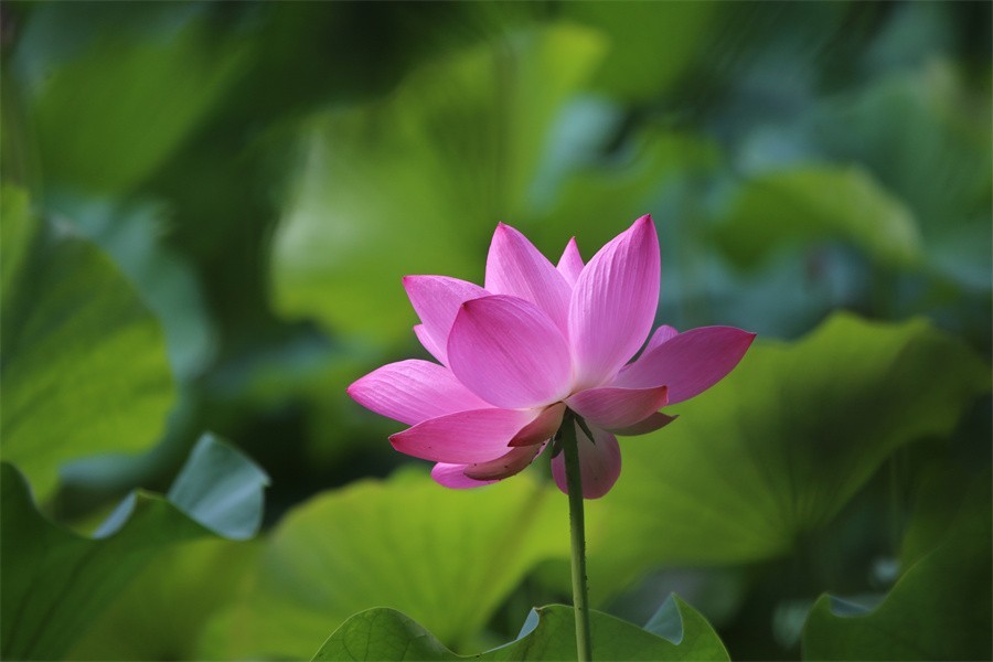 6.1洛阳随唐园的印象