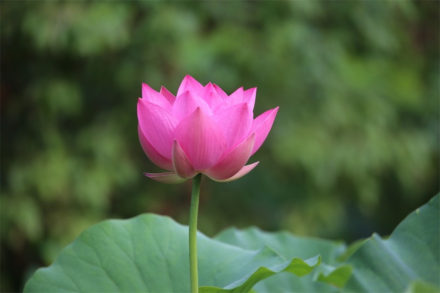 6.1洛阳随唐园的印象