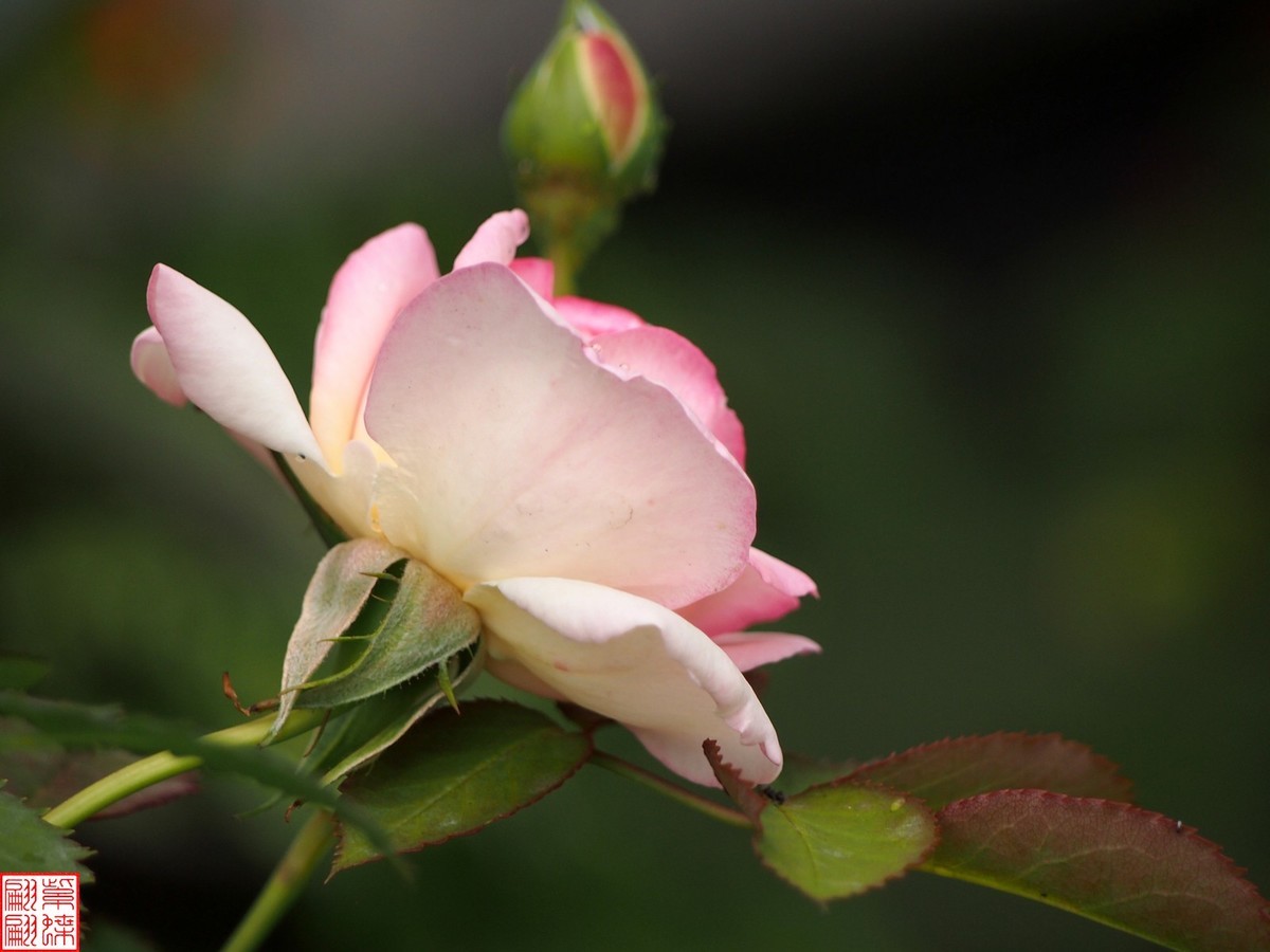 2024开放之欧月（2）