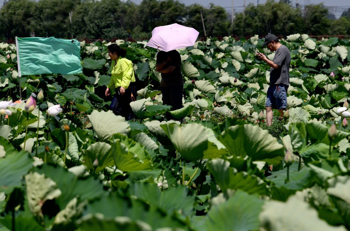 高温酷暑下观荷人