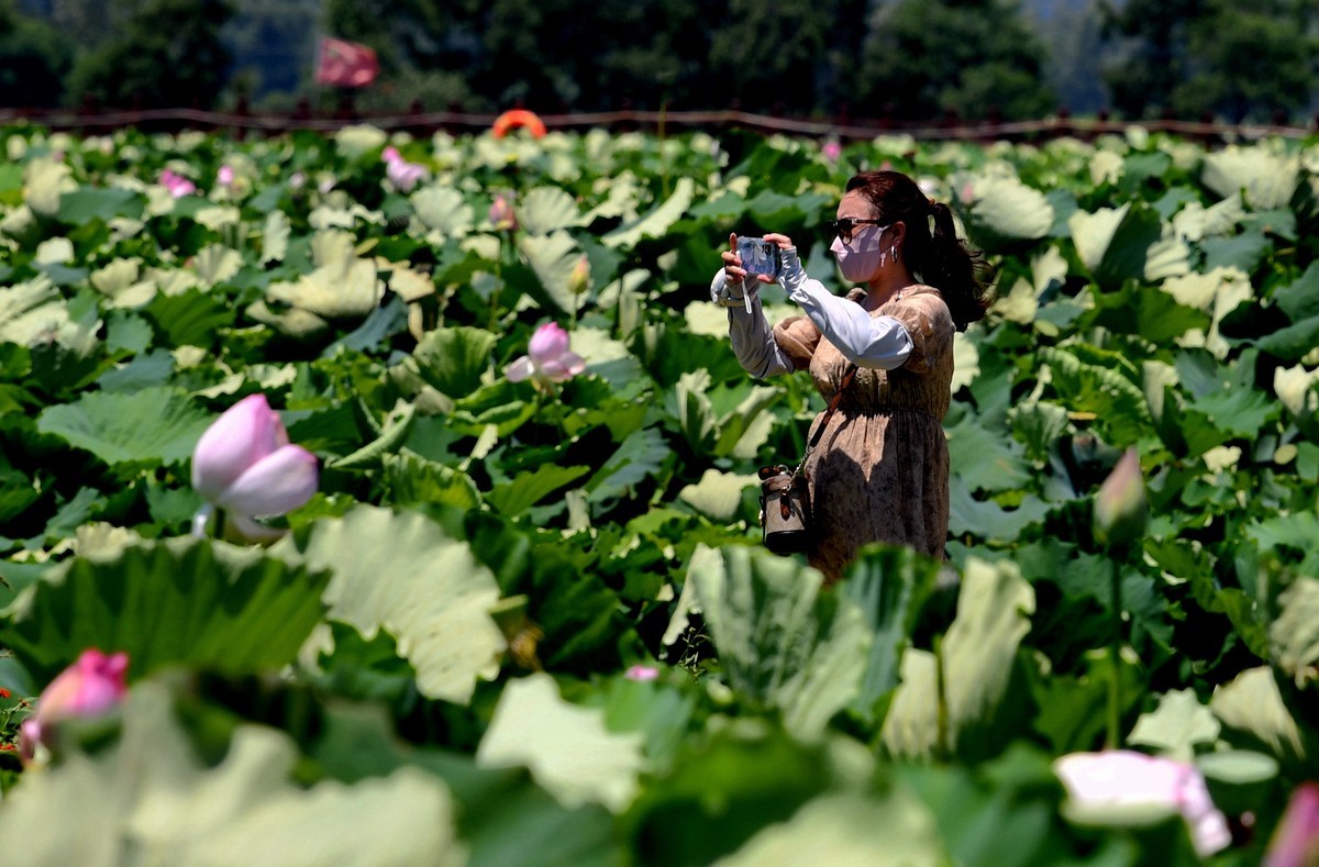 高温酷暑下观荷人