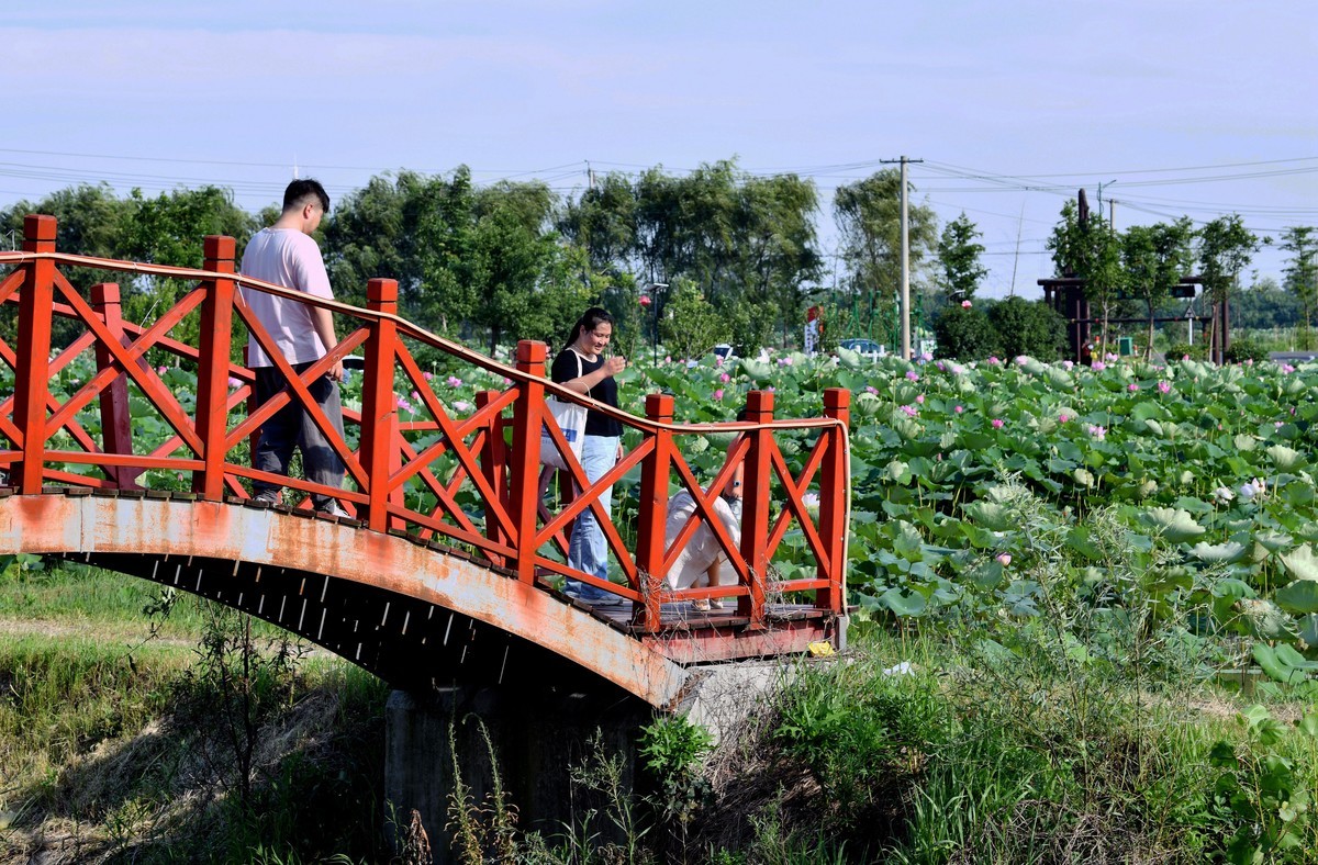高温酷暑下观荷人