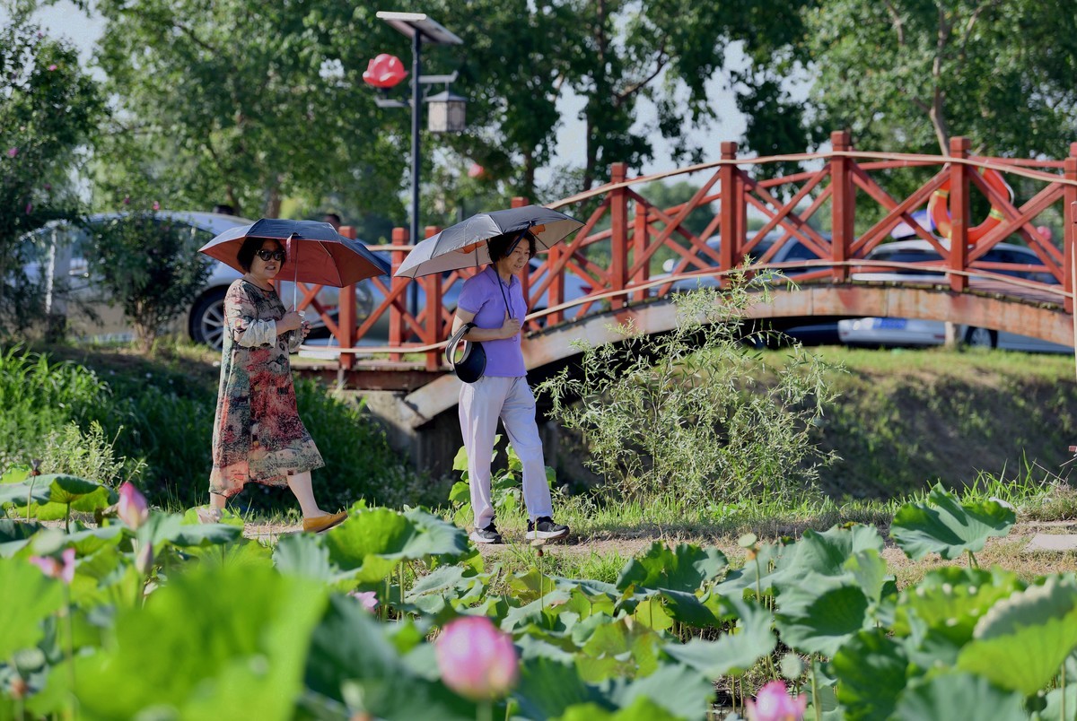 高温酷暑下观荷人