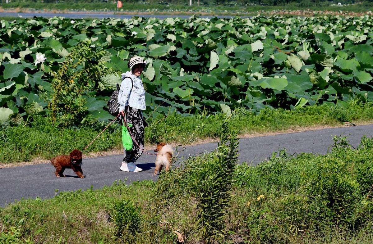 高温酷暑下观荷人