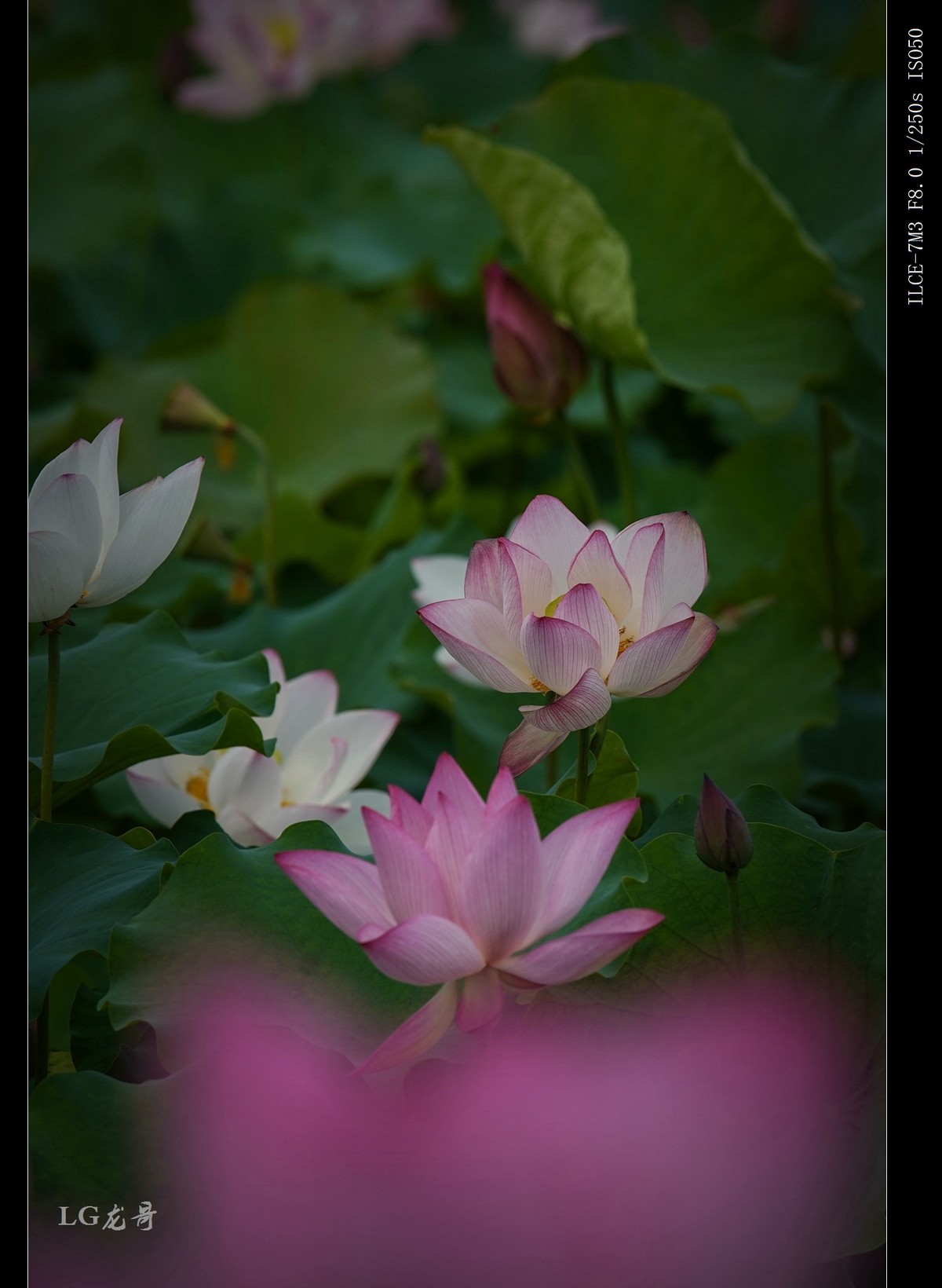 328定焦拍荷花