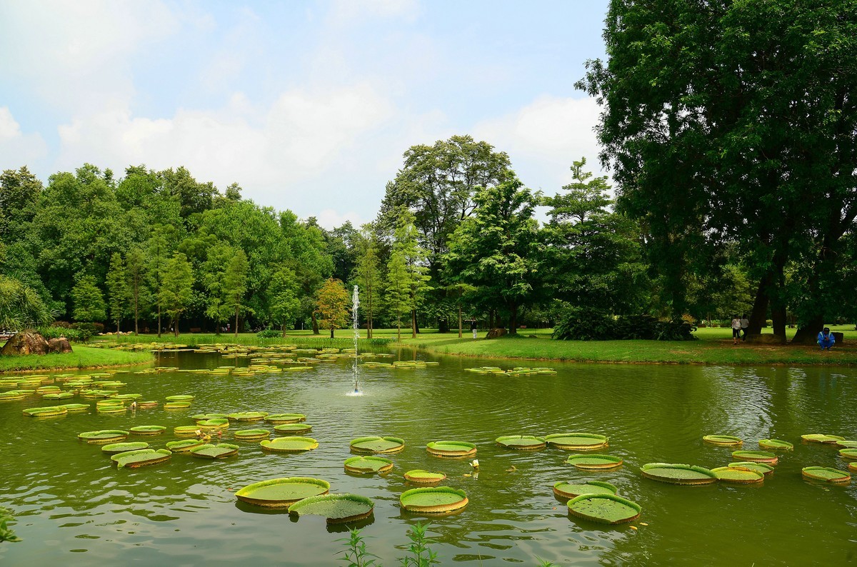 华南植物园。