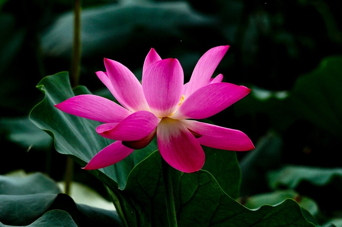 晨拍——秋风荷艳